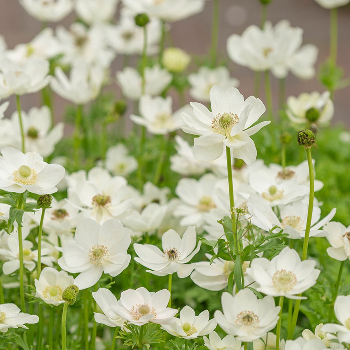 Anemone the Bride | 25 stuks | Wit | verwilderend | Snijbloem