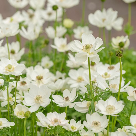 Anemone the Bride | 25 stuks | Bloembollen | Knol | Snijbloem | verwilderend | winterhard | Wit | Top Kwaliteit Anemonen Knollen | Bijzondere Zomerbloeier