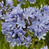 Agapanthus Stockholm