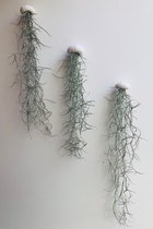 Set van 2 Jelly-Fish luchtplanten met prachtige groene glazen bollen/plant/hangplant/decoratie/cadeau/tuinidee/orgineel kado/handgemaakt/zomer/voorjaar/kadotip/moederdag/vaderdag/c