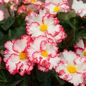Begonia Crispa Margina wit-rood | 6 stuks | Knol | Geschikt voor in Pot | Rood | Wit | Prachtige Knolbegonia | Begonia | 100% Bloeigarantie | QFB Gardening
