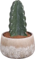 Cactus van Botanicly – Cuddly Cactus – Hoogte: 30 cm