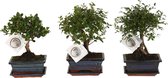 Bonsai van Botanicly – 3 × Bonsai Mix – Hoogte: 25 cm