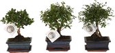 Bonsai van Botanicly – 3 × Bonsai Mix – Hoogte: 25 cm