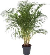 Plant in a Box - Dypsis Lutescens - XXL Groene Kamerplant - Goudpalm - Pot 27cm - Hoogte 140-150cm - Luchtzuiverend