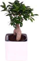 Ficus Bonsai Ginseng incl. sierpot - Ficus microphylla Ginseng - Bonsai boompje - Kamerplanten -↑ 45-50 cm - Pot-Ø 15cm