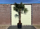 Palmboom - Trachycarpus Fortunei - stamhoogte 140-160 cm