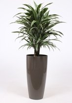Kamerplant van Botanicly – Drakenboom in taupe pot als set – Hoogte: 135 cm – Dracaena derem. Warneckei