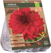 Baltus BIO Dahlia Decoratief Menorca bloembol per 1 stuks