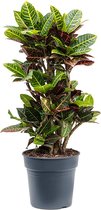 Croton Wonderstruik Codiaeum Variegatum Petra M 100 cm kamerplant