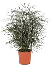 Plantenwinkel Dizygotheca Elegantissima 55 cm kamerplant