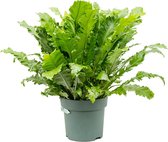 Plantenwinkel Asplenium Varen Green Miracle L 80 cm kamerplant