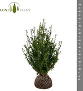 Ilex crenata 'Caroline Upright 60-80 buxus vervanger alternatief voor buxus of taxus