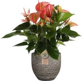 FloriaFor - Anthurium 'Livium Red' In Mica Sierpot Carrie (donkergrijs) - - ↨ 60cm - ⌀ 18cm