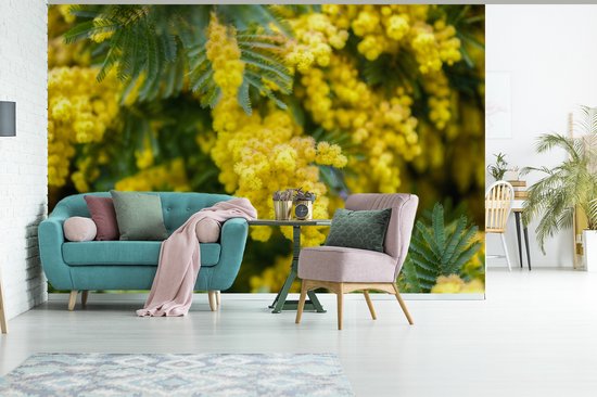 Papier peint photo en vinyle - Fleurs de mimosa jaune largeur 450 cm x hauteur 300 cm - Tirage photo sur papier peint (disponible en 7 tailles)