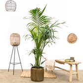 Combi deal - Kentia palm inclusief pot Arwin old camel - 150cm