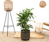 Combi deal - Caryota Mitis inclusief pot Linske black - 100cm