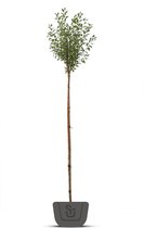 Bolkers | Prunus eminensis Umbraculifera | Stamomtrek 8-10 | Stamhoogte 200 cm