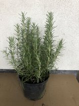 Rosmarinus Officinalis - Rozemarijn 25-30 cm pot