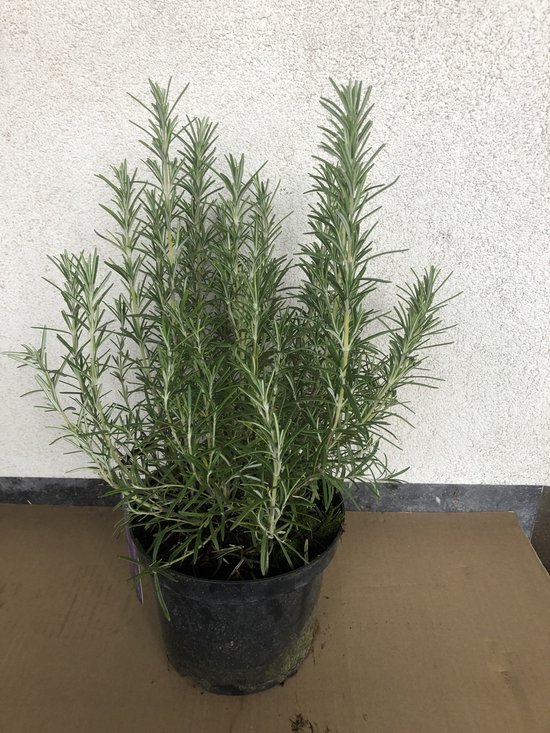 Rosmarinus Officinalis – Rozemarijn 25-30 cm pot