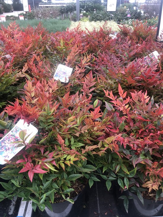 Nandina Domestica 'Gulf Stream'- Pot en bambou céleste 30-40 cm 