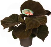 Begonia Masoniana Jungle - Hoogte: ↑ 35 cm -