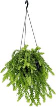 Plantenwinkel Huperzia Squarrosa 55 cm hangplant