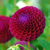 Dahlia Downham Royal | 1 stuk | Pompon Dahlia | Knol | Snijbloem | Paars | Dahlia Knollen van Top Kwaliteit | 100% Bloeigarantie | QFB Gardening