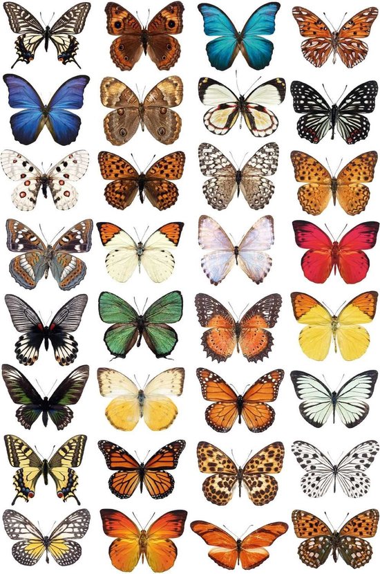 48 stuks 3D vlinders zwart wit muursticker vlinder muurstickers decor afneembare vlinderstickers holle muurstickers DIY muurkunst voor woondecoratie kinderkamer slaapkamer decoratie