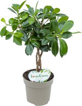 Lovin Green - Ficus Maya - Ficus Microcarpa - Ø 12 cm - ↕ Hoogte: 25-35cm – Vensterbank - Kleine kamerplant