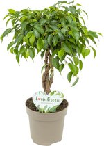 Lovin Green - Ficus Tarana - Ficus Benjamina - Ø 12 cm - ↕ Hoogte: 25-35cm – Vensterbank - Kleine kamerplant