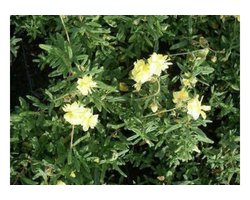 6 x  Helianthemum 'Sulphureum Plenum' - ZONNEROOSJE - pot 9 x 9 cm