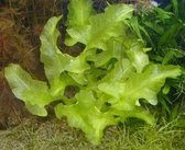 Nuphar japonica (Spatterdock)