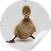Tuincirkel Baby eend die poseert - 120x120 cm - Ronde Tuinposter - Buiten XXL / Groot formaat!