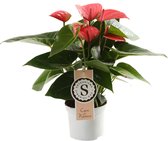 Anthurium Pink Champion ↨ 30cm - hoge kwaliteit planten