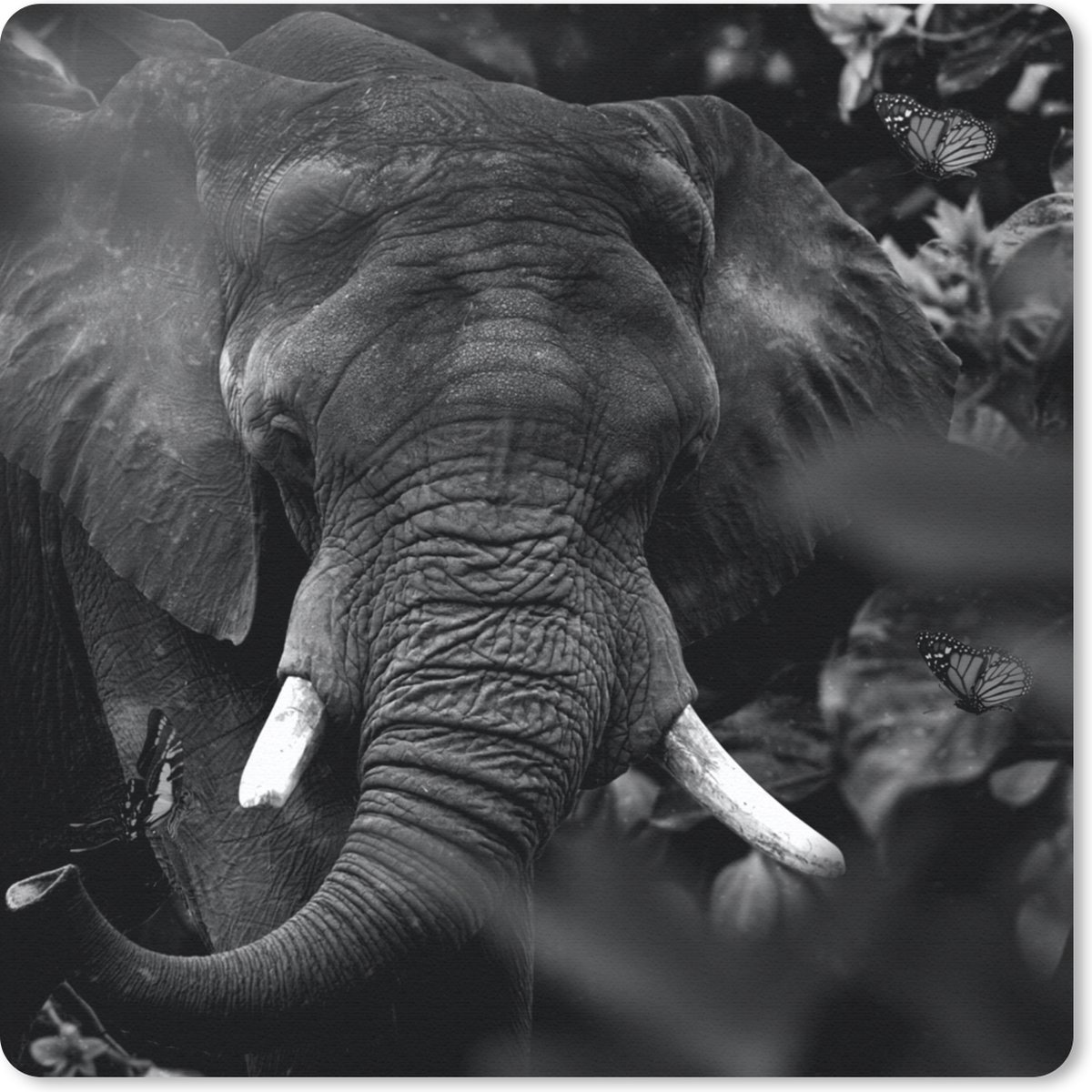 Muismat 20x20 cm - Mousepad Dieren - Olifant - Vlinders - Zwart - Wit - Muismatten