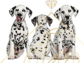 DP Diamond Painting Dalmatian Puppies - formaat 80 x 60 cm - Volledige bedekking, vierkante steentjes - Hoogste kwaliteit van DP Benelux Diamond Paintings