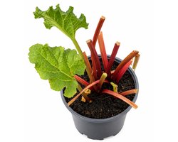 6 x Rheum Rhabarbarum - Rabarber pot 9x9cm