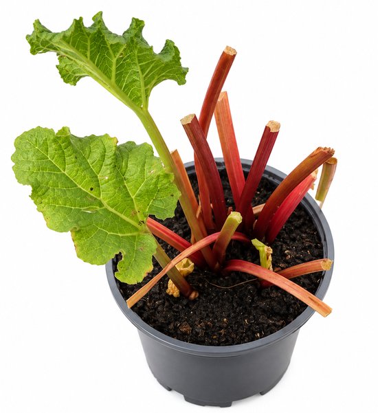 6 x Rheum Rhabarbarum - Rabarber pot 9x9cm