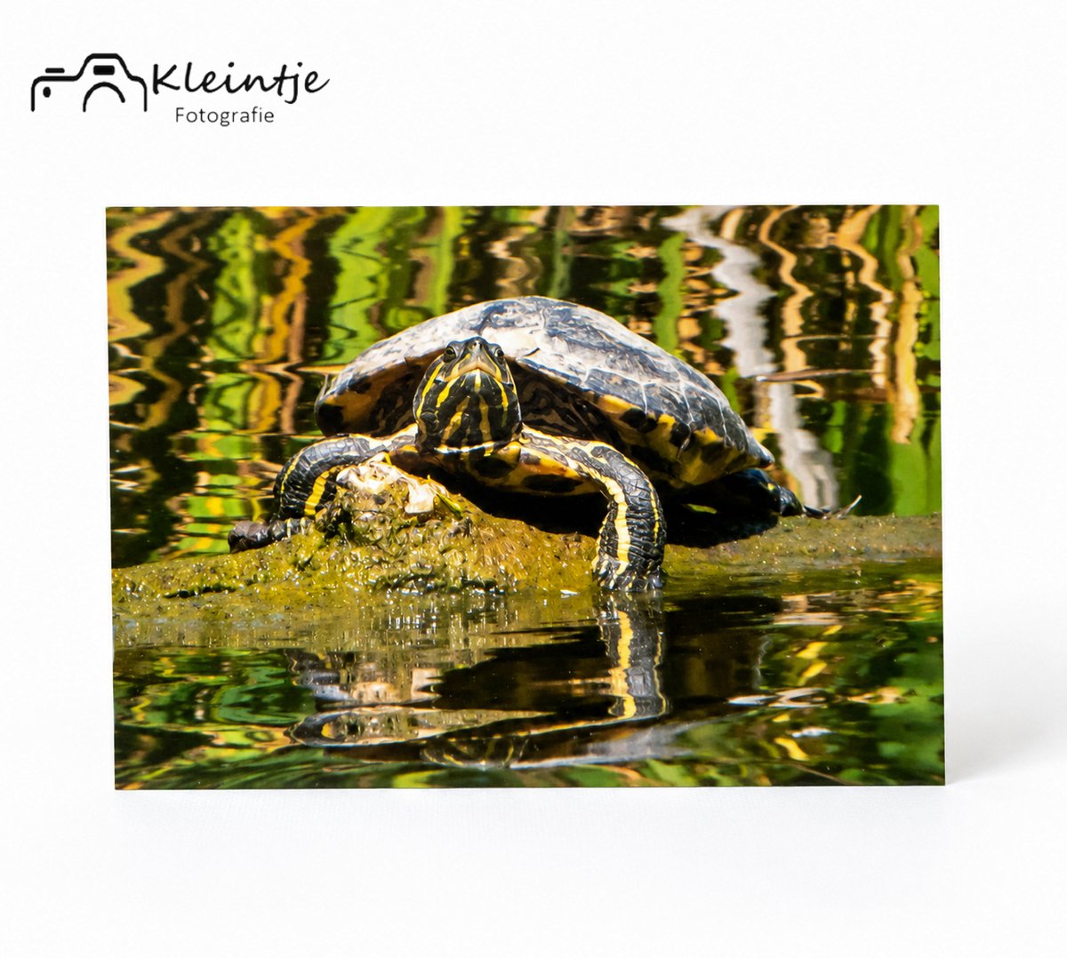 Schildpad kaart – Zonnestralen op het water | Kleintje Fotografie