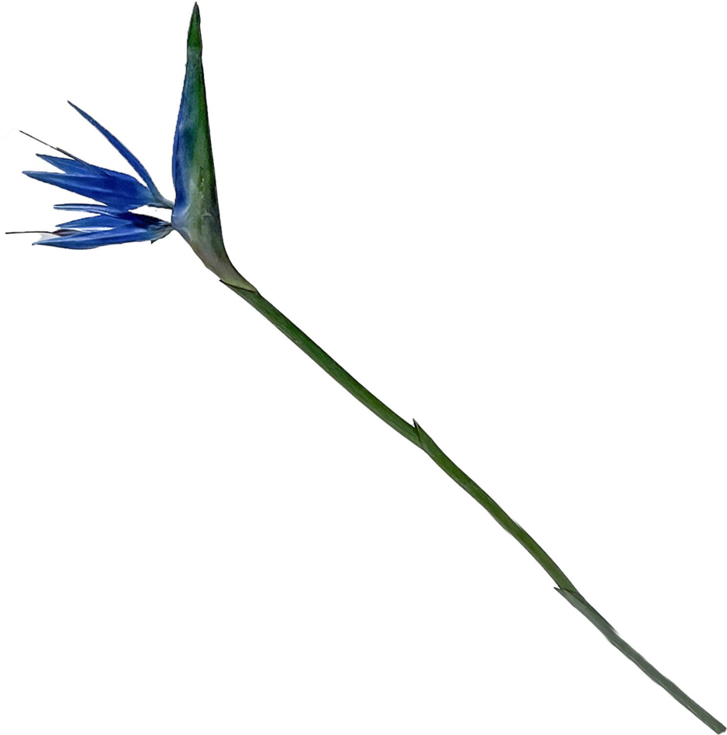 homebound by ky Kunstbloem Strelitzia blauw | kunstbloem | kunstbloem Strelitzia