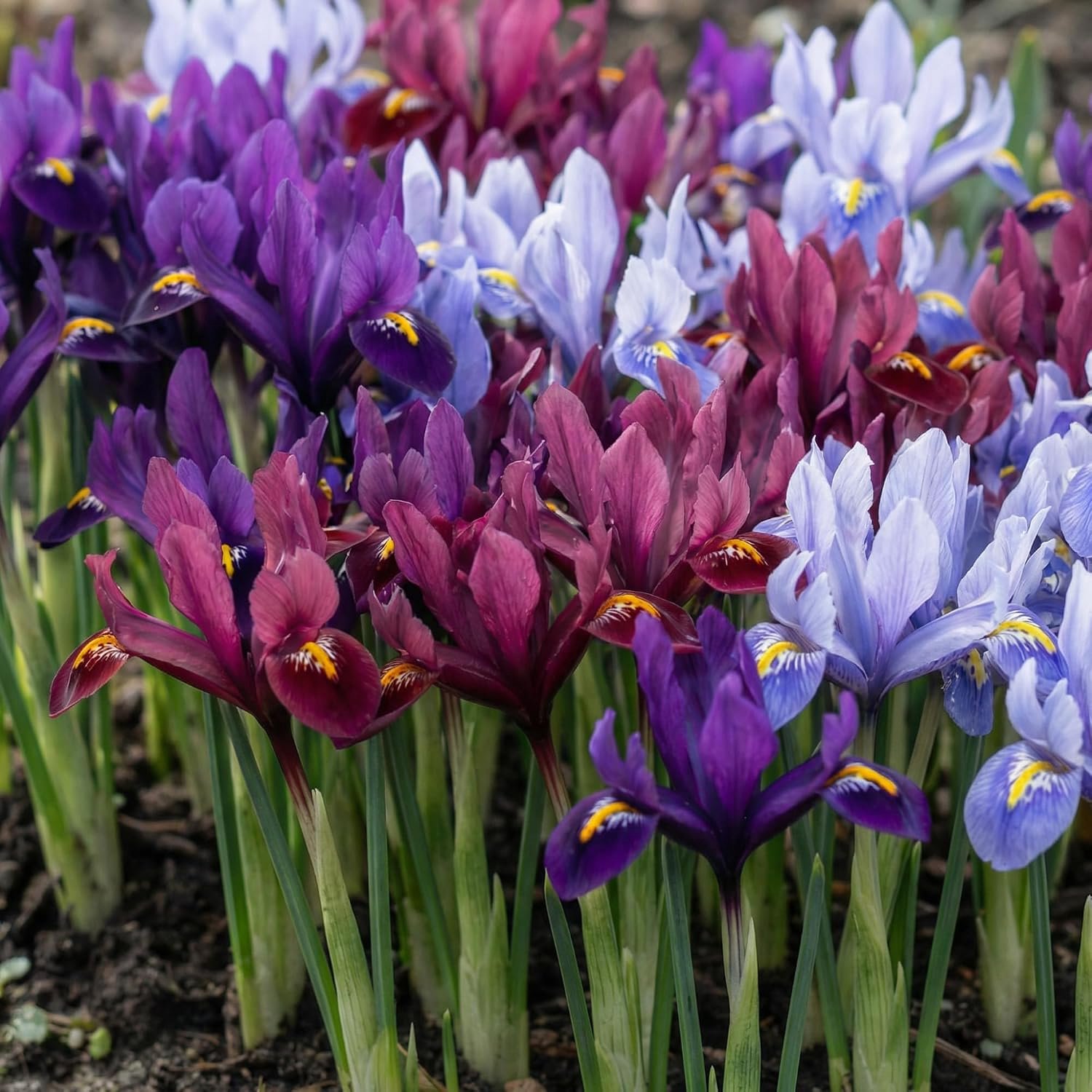 Iris reticulata budget mix - 50 bollen - lelie collectie - kleurrijke bloei - ServiceTopper