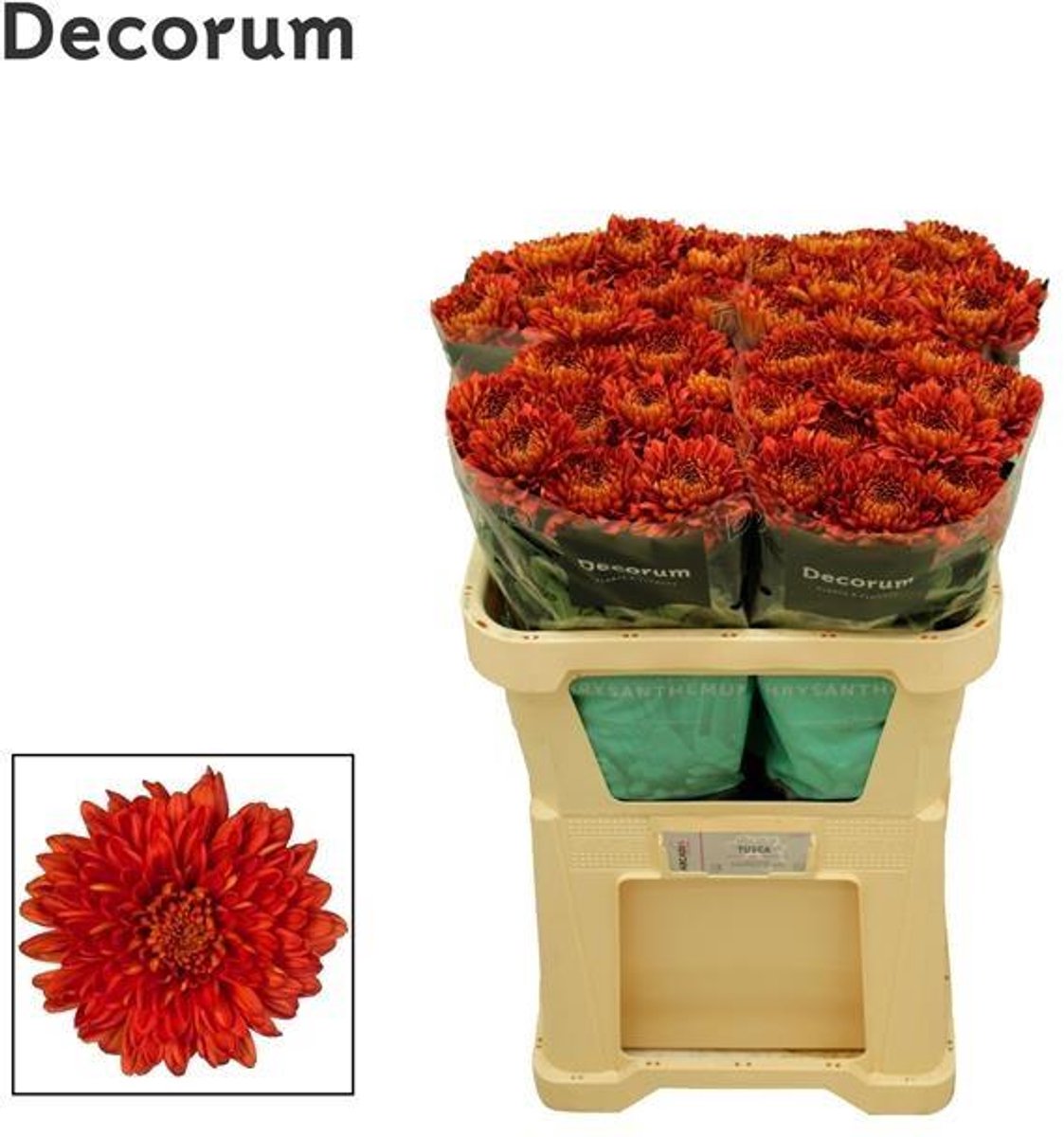 10x Chrysant tusca 70cm