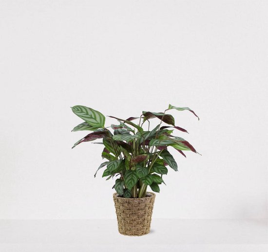 Calathea Compactstar in siermand Mandy Naturel – luchtzuiverende kamerplant – pauwenplant – living plant - 35-45cm - Ø13 – geleverd met plantenpot – vers uit de kwekerij