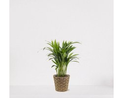 Areca in siermand Mandy Naturel – luchtzuiverende kamerplant – eenvoudig te onderhouden Goudpalm - 35-50cm - Ø13 – geleverd met plantenpot – vers uit de kwekerij