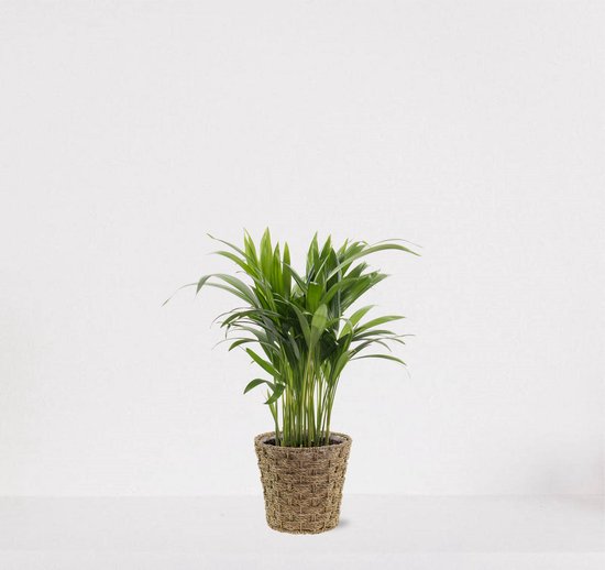 Areca in siermand Mandy Naturel – luchtzuiverende kamerplant – eenvoudig te onderhouden Goudpalm - 35-50cm - Ø13 – geleverd met plantenpot – vers uit de kwekerij