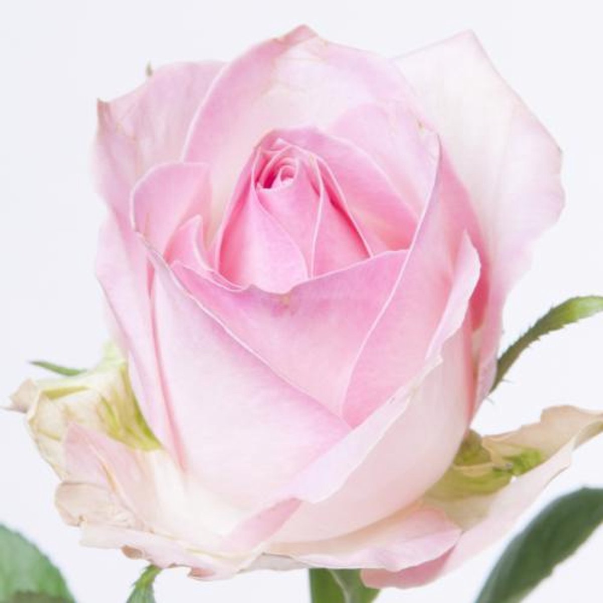 20x Rosa avalanche sorbet+ 40cm