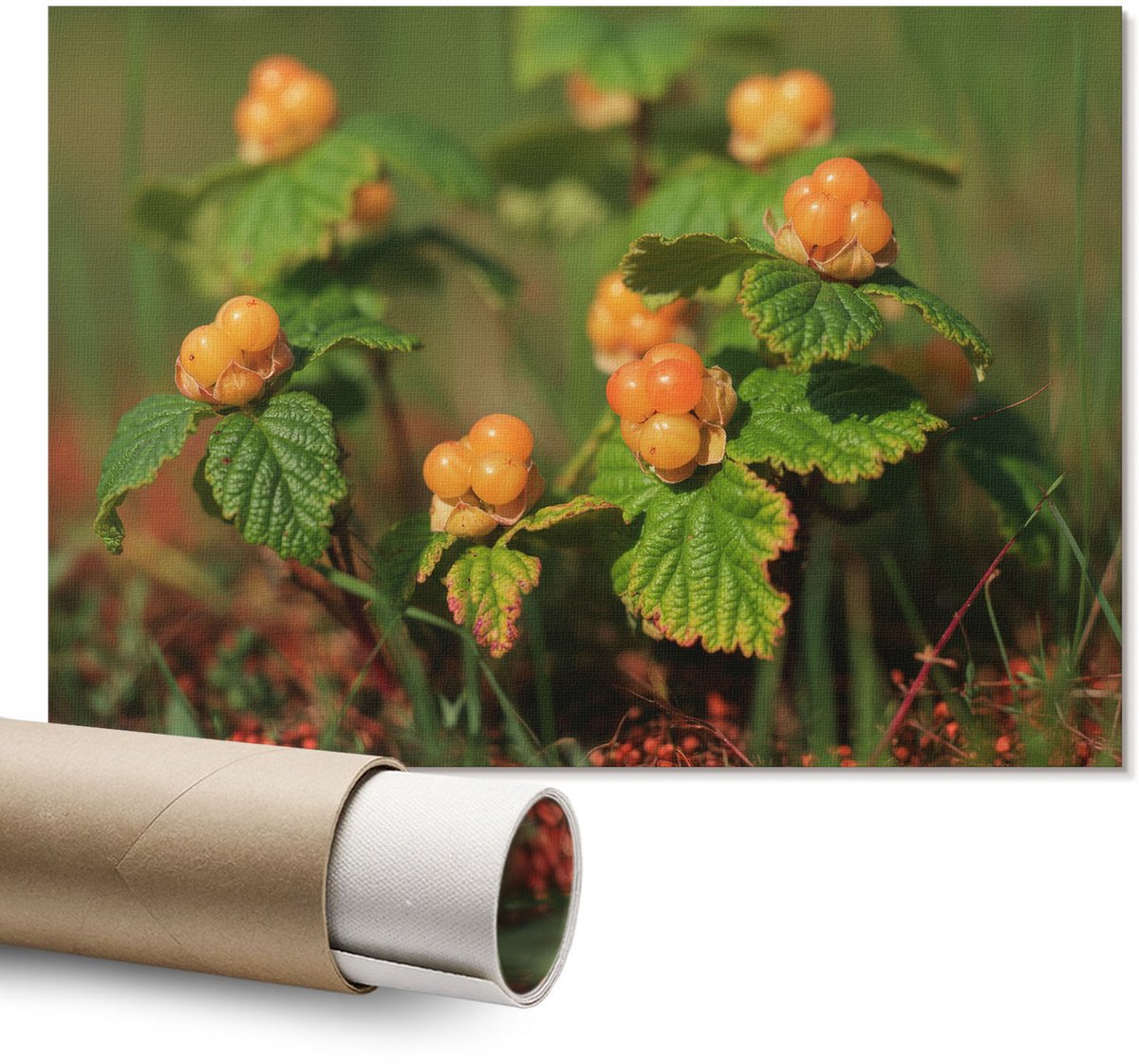 Coloray Polycanvas Wandposter – Bosvruchten, Groen – A1 – Geel Kunstwerk – Rechthoek – Canvas Wandposter – Slaapkamer – Klassiek