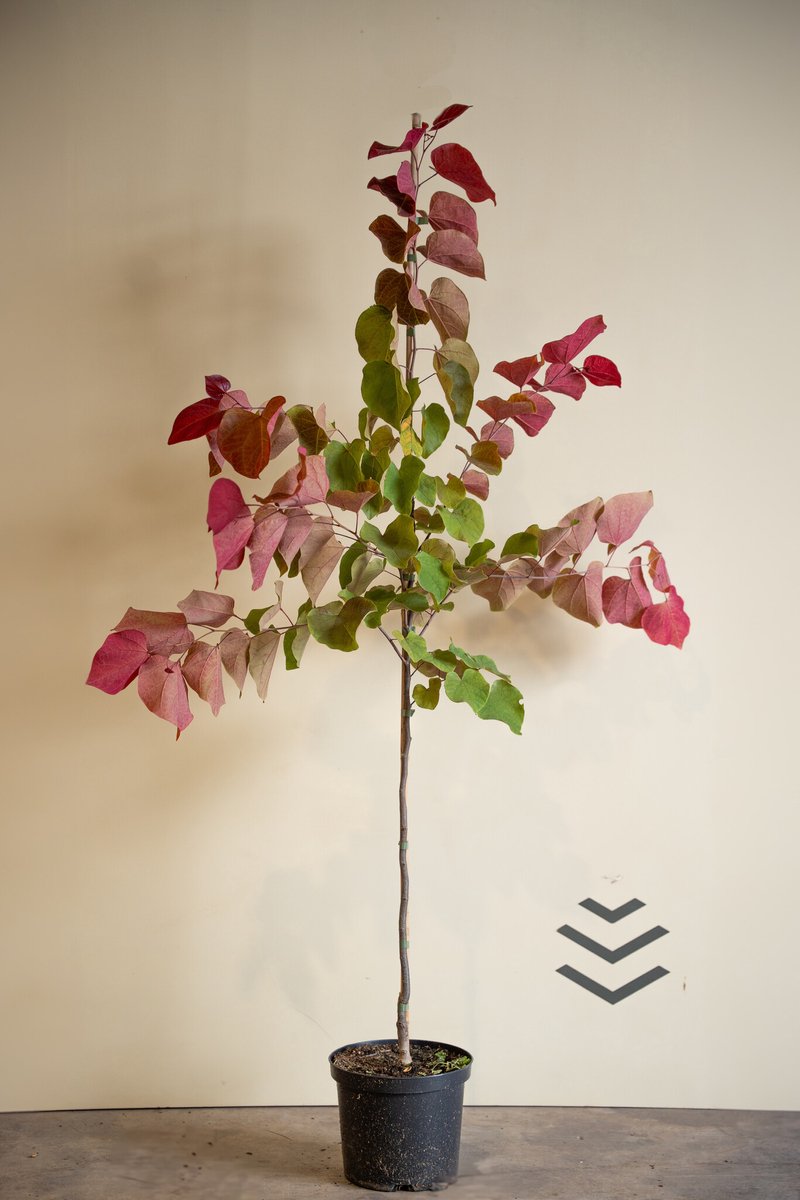 Jonge Judasboom | Cercis canadensis 'Hearts A'Fire' | 100-150cm hoogte