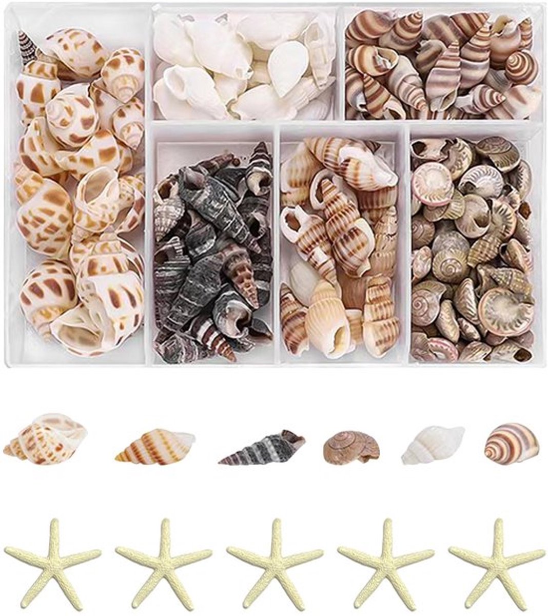 Store_9 - Schelpdecoraties - Decoratieve Schelpen - Perfect voor Strandthemafeesten